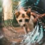 why do cats hate water