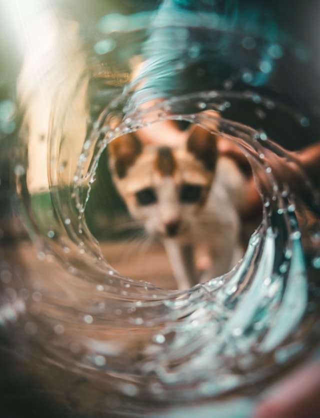 why do cats hate water