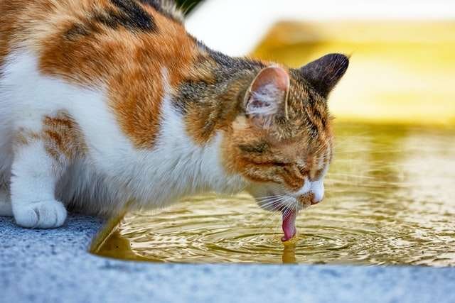 Do Cats Have A Good Sense Of Smell?