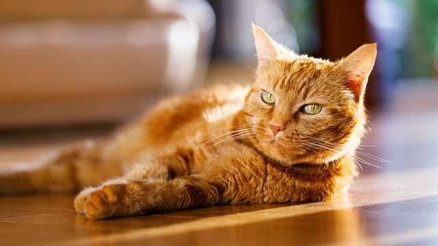 indoor cat in summer