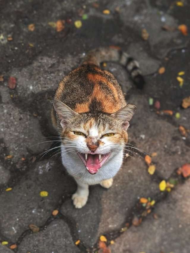why does cat destroy everything?