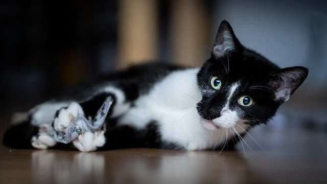 why my cat get scared so easily?