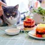 Can cats eat fiber glass?