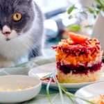 Can Cats Eat Sugar