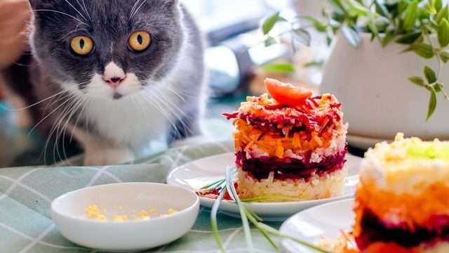 cat on table