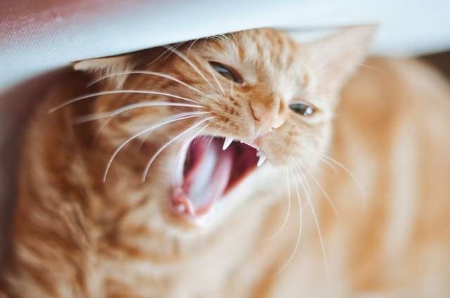 adult cat teeth fall