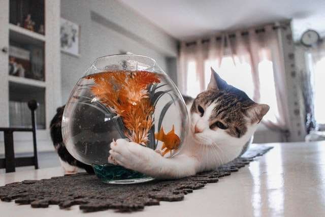 which cat loves water