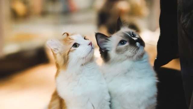 Do Younger Cats Respect Older Cats?