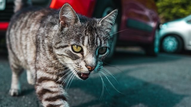 Does Arguing Affect My Cat?
