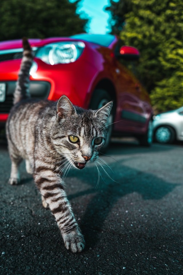 cat on road