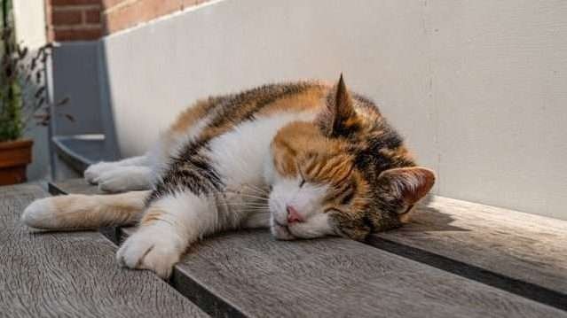 cat ill in too hot temperature