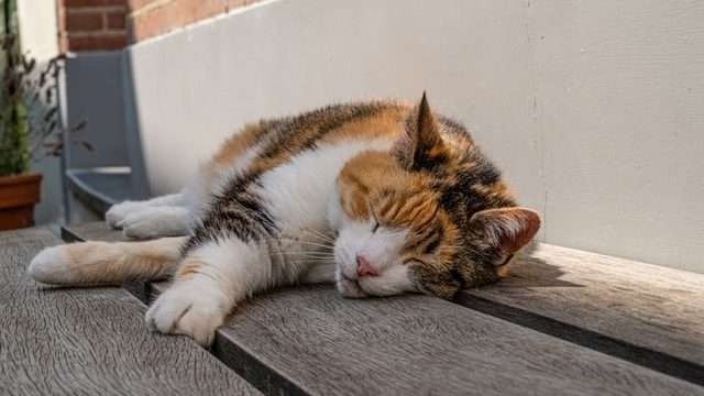 cat ill in too hot temperature