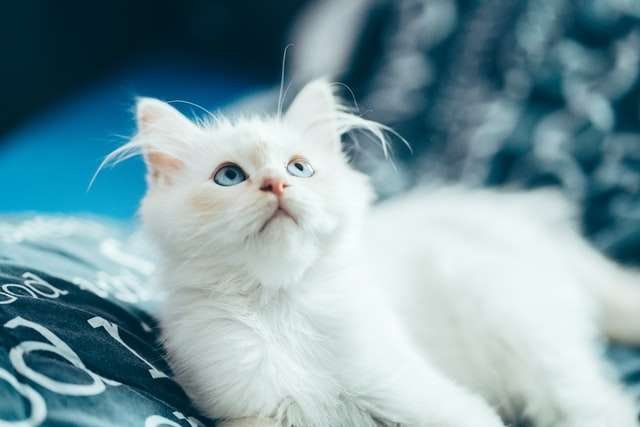 Why Does My Cat Only Cuddle At Night?