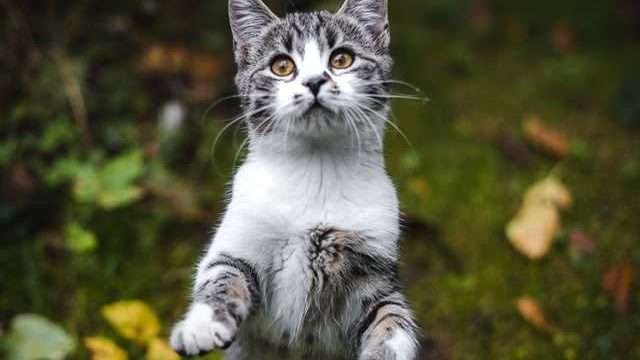 how to play with a cat without toys