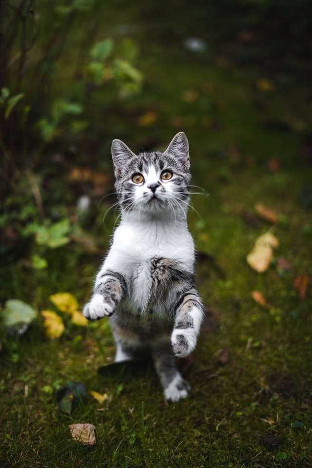 how to play with a cat without toys
