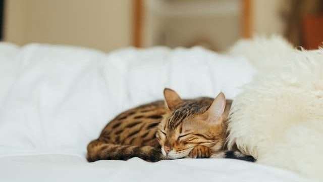 Why Does My Cat Only Cuddle At Night?