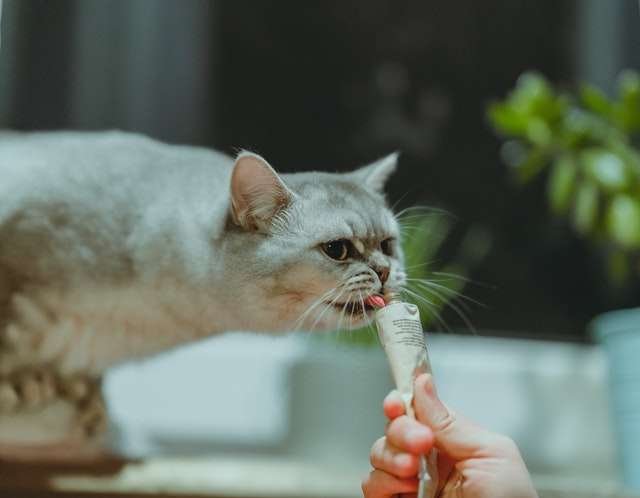 Why Do Cats Like To Throw Things On The Floor?