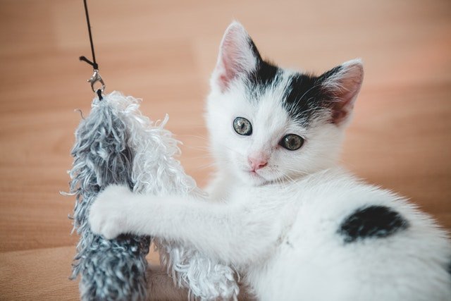 playtime for kittens
