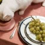 Does My Cat Only Want Me for Food?