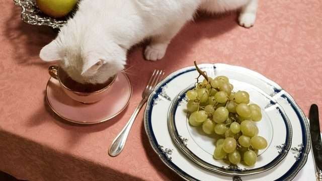 Does My Cat Only Want Me for Food?