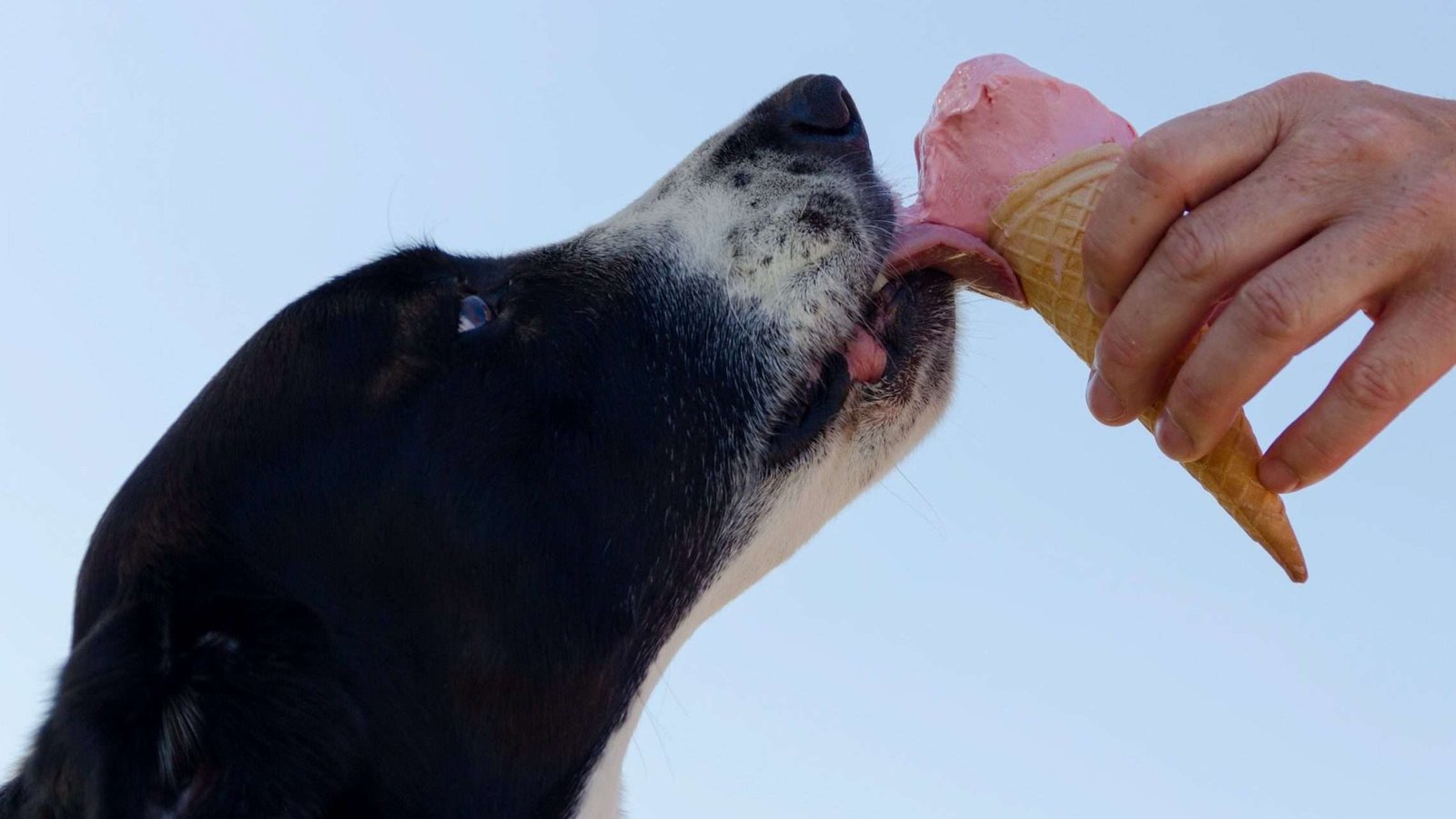 dog and ice cream