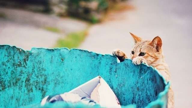 How Much Attention Do Cats Need?
