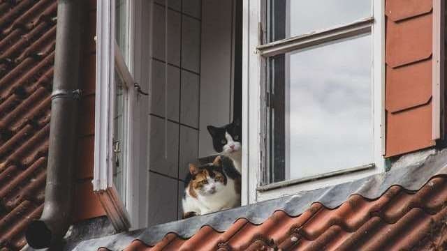 Do Younger Cats Respect Older Cats?