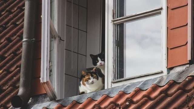 Do Younger Cats Respect Older Cats?