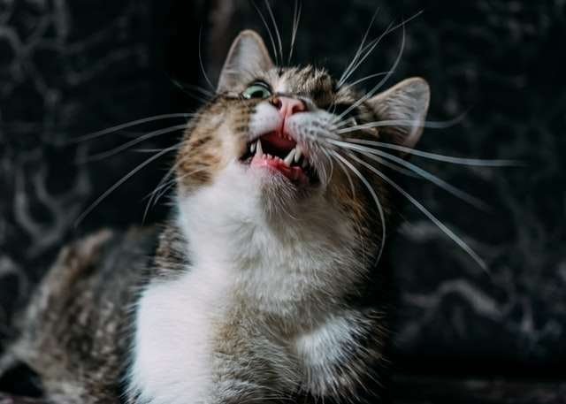 IS IT NORMAL FOR ADULT CATS TO LOSE TEETH?