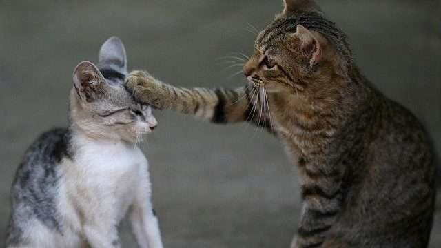 how do cats talk to eachother