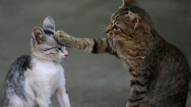 how do cats talk to eachother