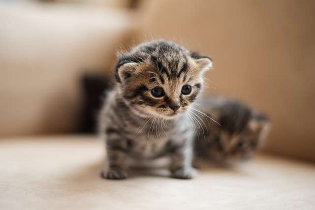 is it normal for kittens teeh fall