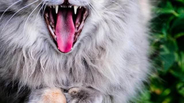 is it normal for big cat teeth fall