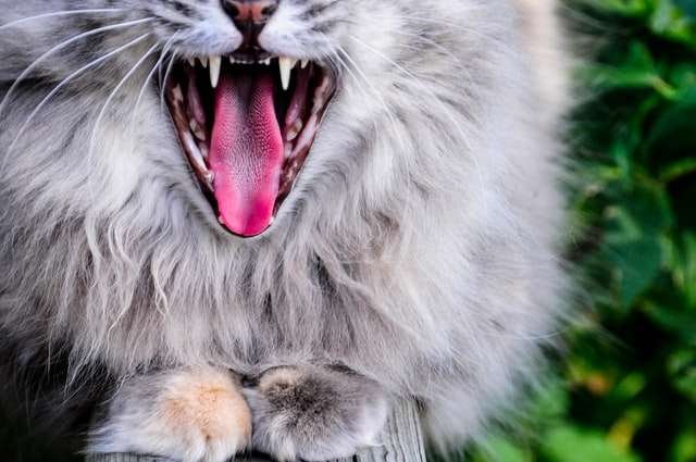 is it normal for big cat teeth fall