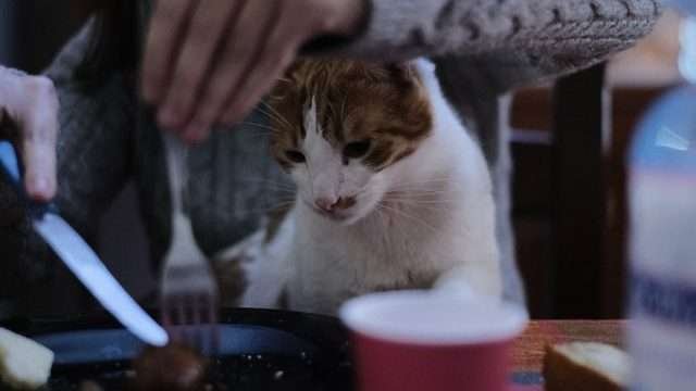 Why Do Cats Eat Things That Aren’t Food?
