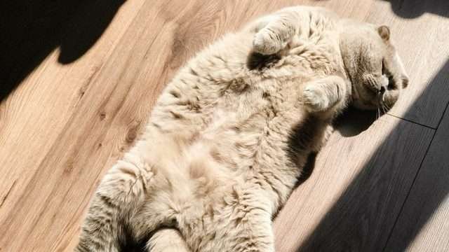 How Much Attention Do Cats Need?