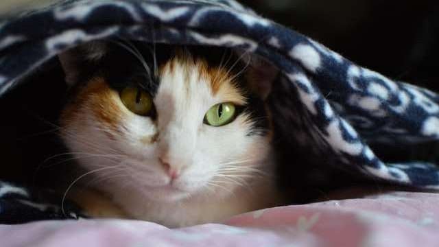 how do cats feel cold