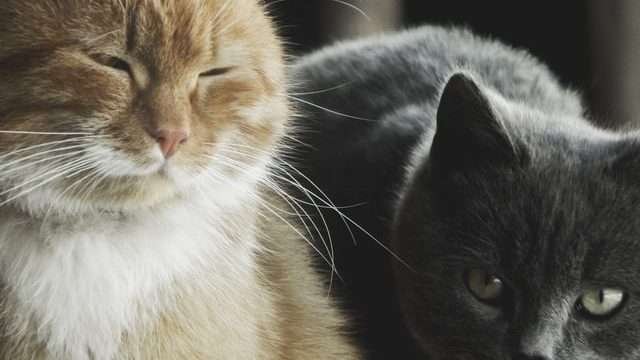 Do Younger Cats Respect Older Cats?