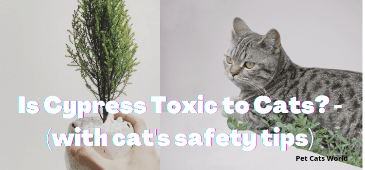 is Cypress toxic to cats