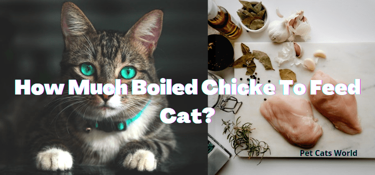 How Much Boiled Chicken To Feed Cat?