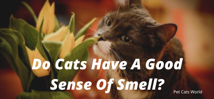 Do Cats Hate Any Smell?