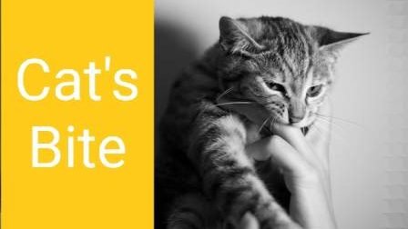 Why Do Cats Bite When Being Petted?