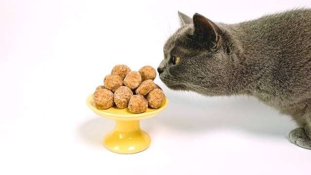 Why Do Cats Eat Food With Their Paws?