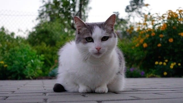 is Cypress toxic to cats
