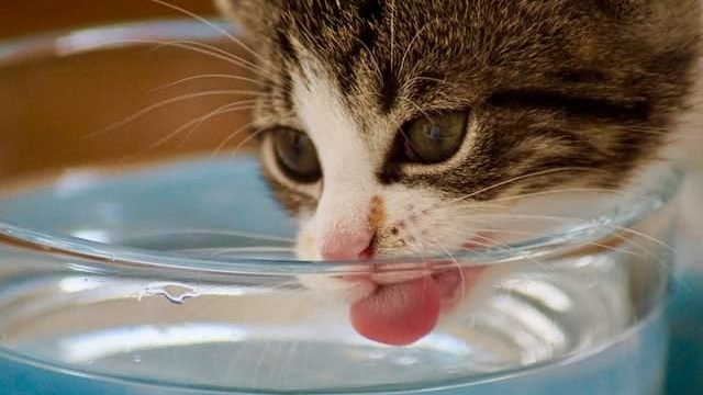 Is Brita Filtered Water Safe for Cats?