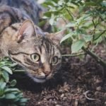 Can Cats Eat Horseradish?
