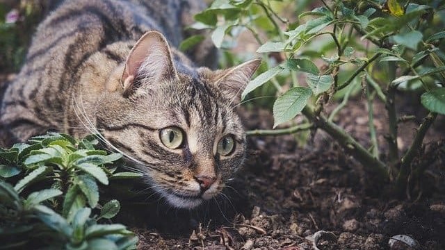 Can Cats Eat Horseradish?