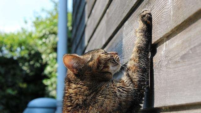 Do Cats Get Lonely Without Another Cat?