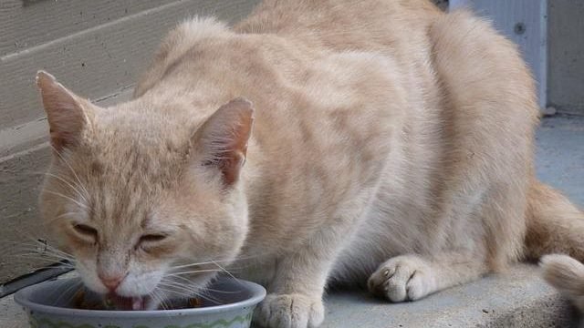 cat eating food