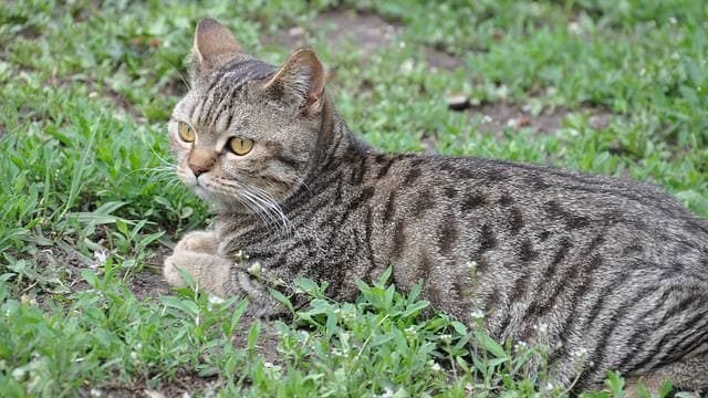 is Cypress toxic to cats